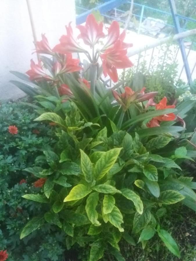 Апартаменты Apartments Mitrović Podličak Свети-Стефан