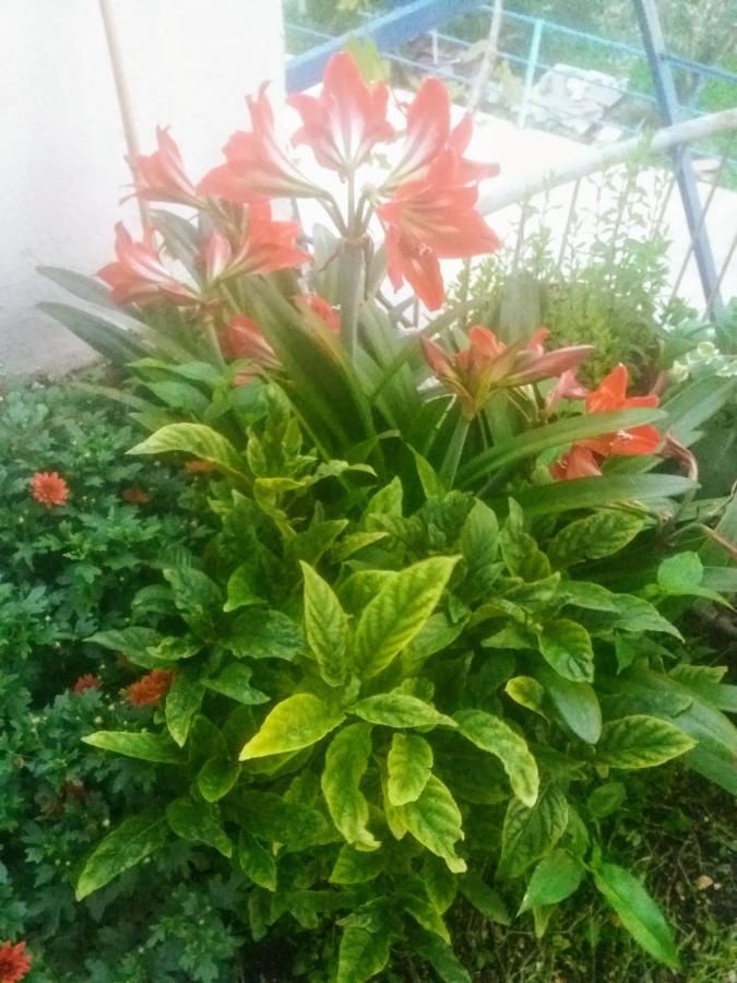 Апартаменты Apartments Mitrović Podličak Свети-Стефан-10