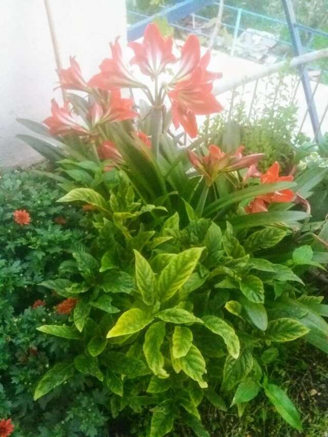 Апартаменты Apartments Mitrović Podličak Свети-Стефан-9